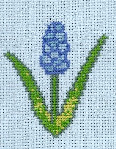 Muscari
