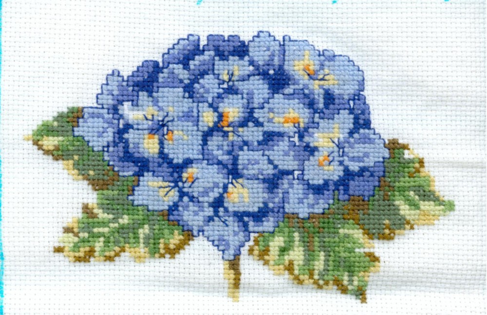 Hortensia bleu pour ma ronde