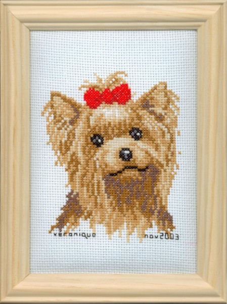 Un yorkshire pour Cyndie